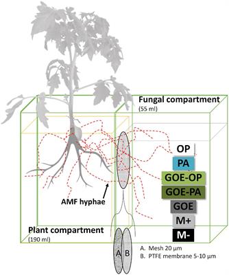 Production of Organic Acids by Arbuscular Mycorrhizal Fungi and Their Contribution in the Mobilization of Phosphorus Bound to Iron Oxides